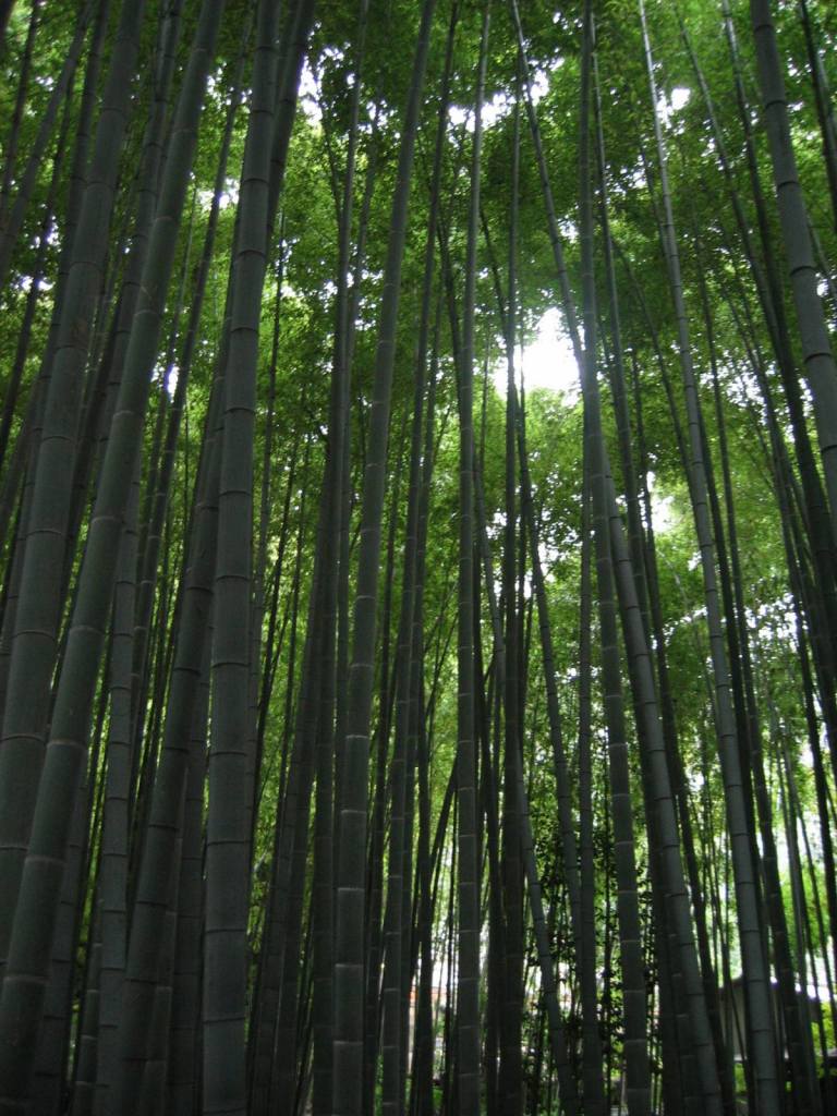 gal/Autour de Tokyo/Kamakura/105_0533.jpg